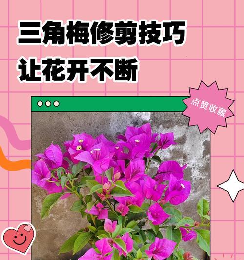 三角梅侧飘花后的修剪技巧是什么？