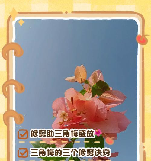 三角梅侧飘花后的修剪技巧是什么？
