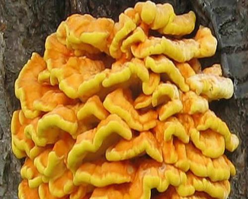 硫磺菌种栽培技术要点是什么？