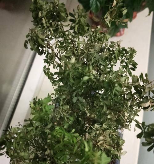 蓝月花叶子发黄怎么回事？蓝月花养护中应注意的问题有哪些？