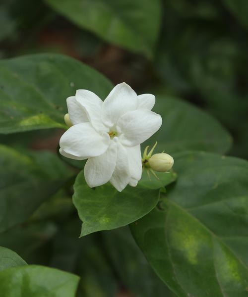 蓝月花叶子发黄怎么回事？蓝月花养护中应注意的问题有哪些？