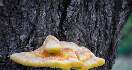 硫磺菌种栽培技术要点是什么？