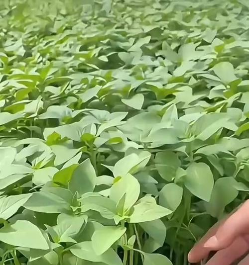 荆芥籽播种的最佳时间是什么时候？