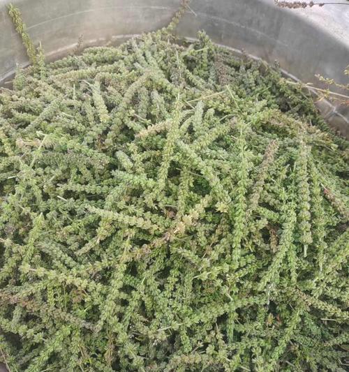 荆芥籽播种的最佳时间是什么时候？