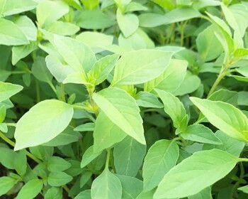 荆芥籽播种的最佳时间是什么时候？