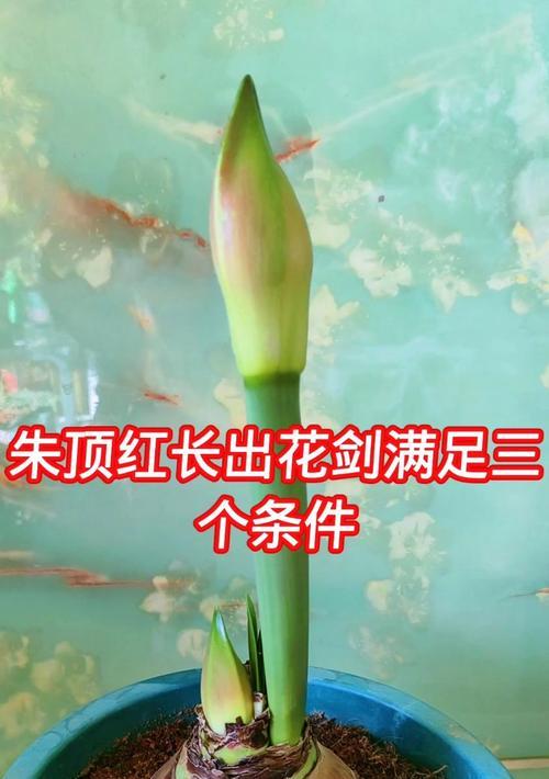 朱顶红的花剑为什么黄了？如何处理和预防花剑变黄？