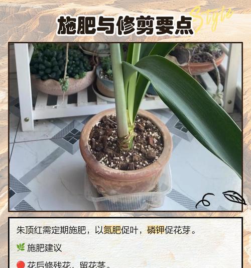 朱顶红的花剑为什么黄了？如何处理和预防花剑变黄？