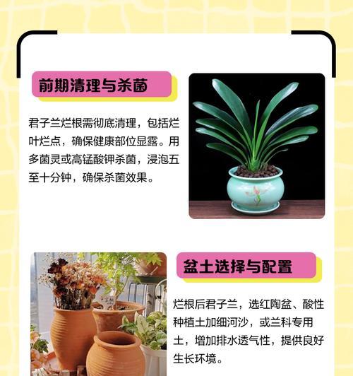 君子兰专用生根土配方是什么？