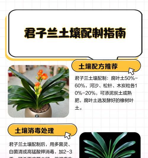 君子兰专用生根土配方是什么？