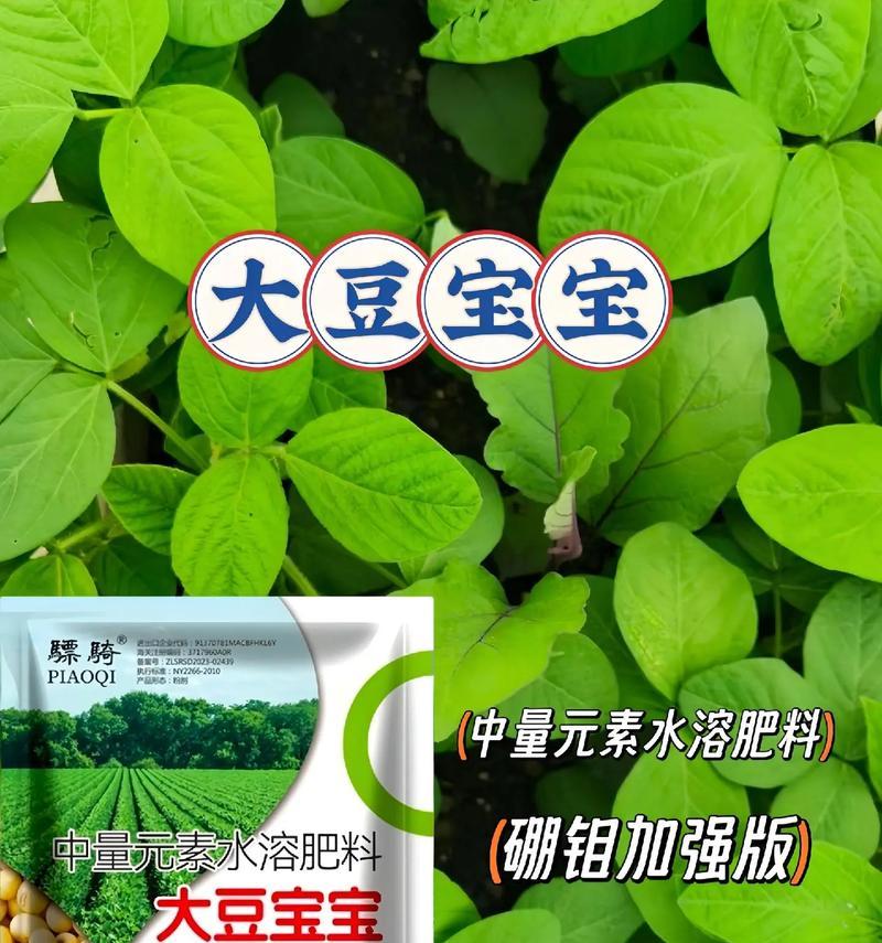 自制黄豆叶面肥料的方法是什么？