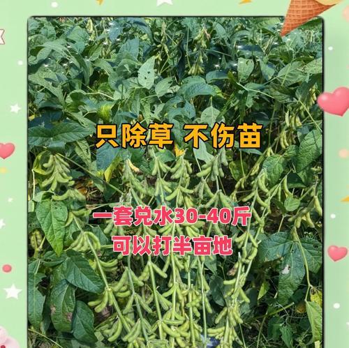 自制黄豆叶面肥料的方法是什么？