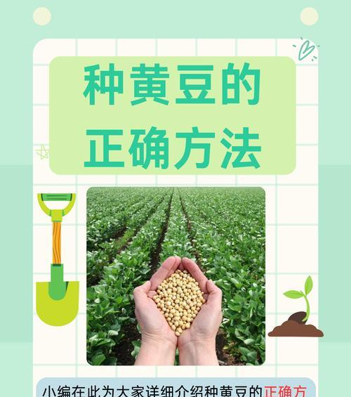 自制黄豆叶面肥料的方法是什么？