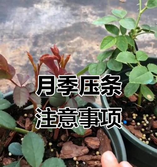 月季怎么把枝条养大呢？有效方法有哪些？
