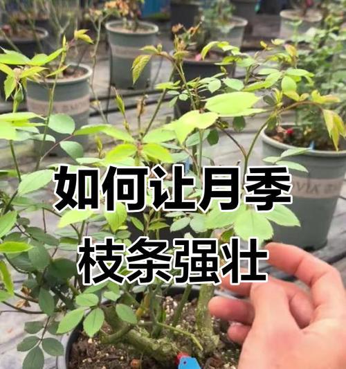 月季怎么把枝条养大呢？有效方法有哪些？