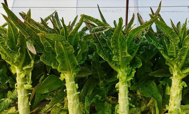 莴笋的施肥技巧有哪些？怎样施肥才能促进莴笋生长？