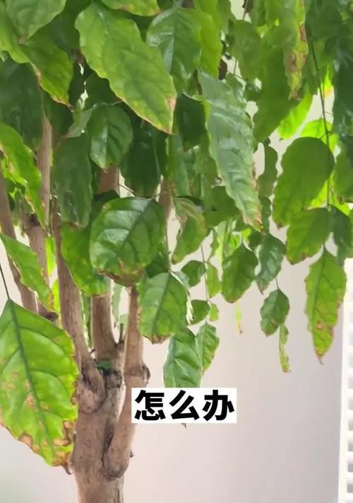 如何防止花花叶子发黄？