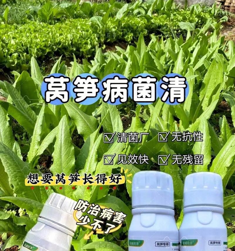 莴笋的施肥技巧有哪些？怎样施肥才能促进莴笋生长？