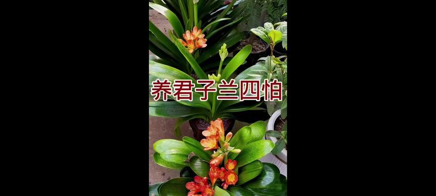 君子兰落地花盆摆放的正确方法是什么？如何摆放更美观？