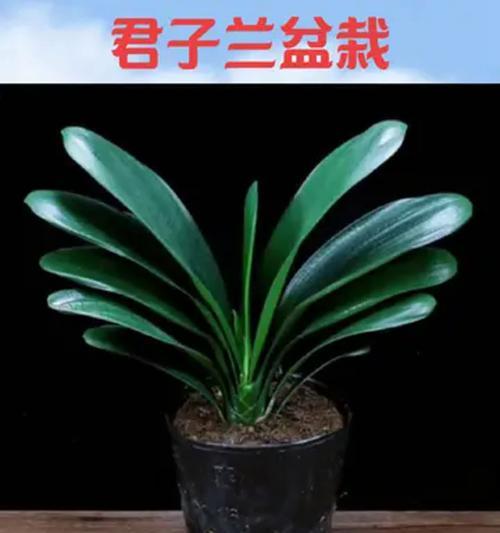 君子兰落地花盆摆放的正确方法是什么？如何摆放更美观？