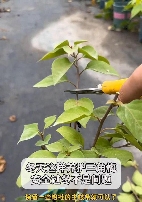 三角梅嫁接后如何过冬？接口未愈合的处理方法是什么？