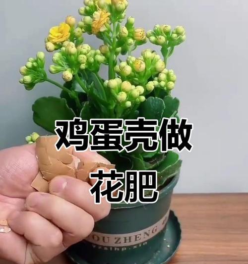水鸡蛋壳肥料怎么自制？自制肥料配方有哪些？