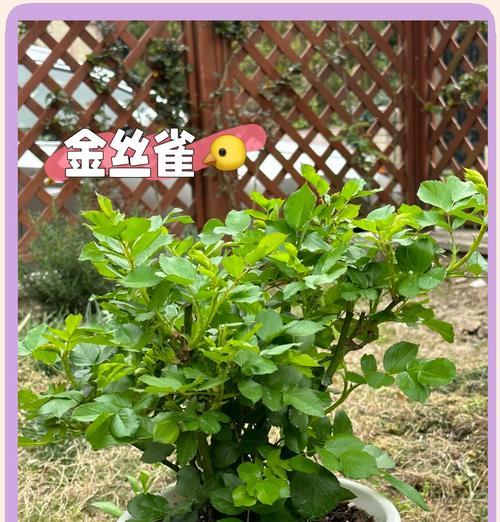 白色加仑盆栽月季的正确方法是什么？如何保持月季的健康生长？