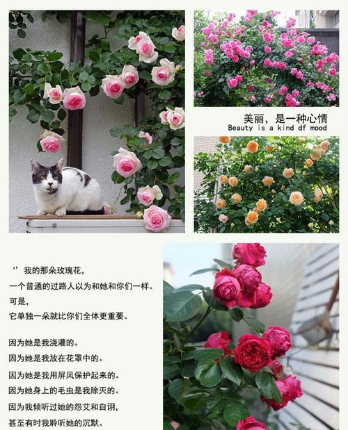 白色加仑盆栽月季的正确方法是什么？如何保持月季的健康生长？