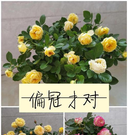 月季快速出芽的秘诀是什么？