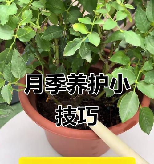 月季快速出芽的秘诀是什么？