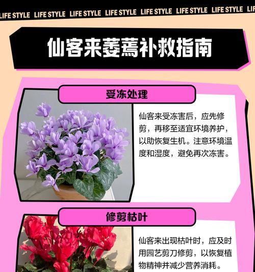 仙客来夏季叶子防黄的有效方法是什么？
