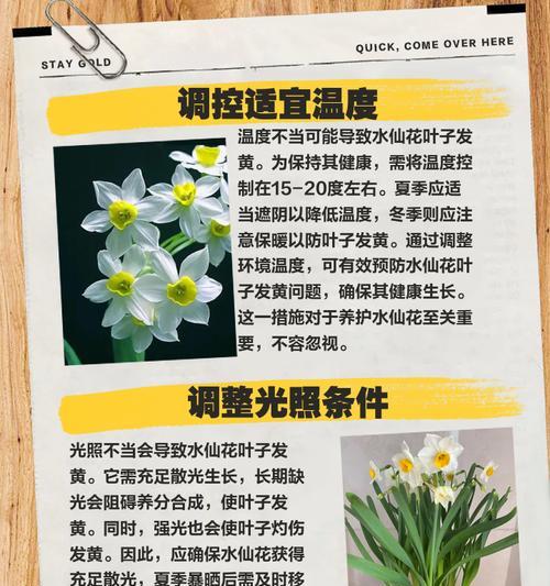仙客来夏季叶子防黄的有效方法是什么？