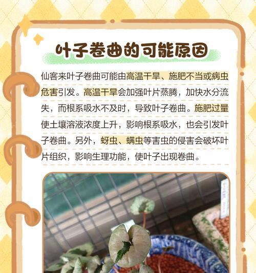 仙客来夏季叶子防黄的有效方法是什么？