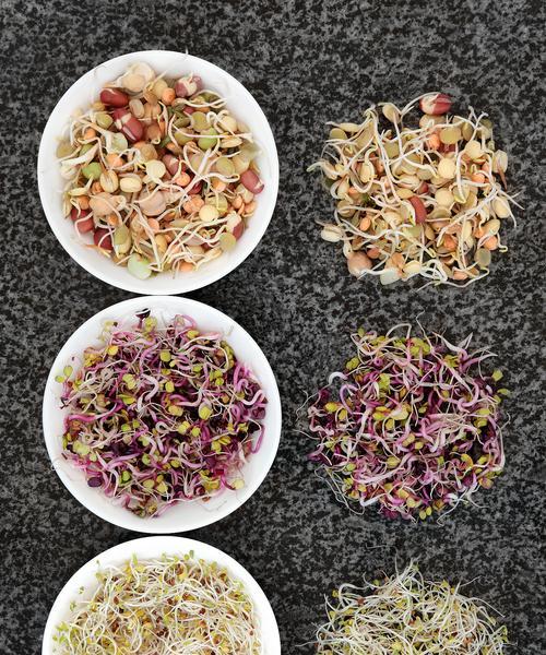 月季花种子的最佳采集方法是什么？