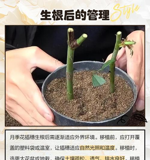 月季花种子的最佳采集方法是什么？
