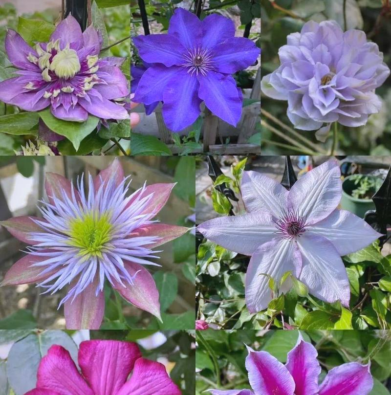 铁线莲怎么养护种植和管理？铁线莲的养护技巧有哪些？
