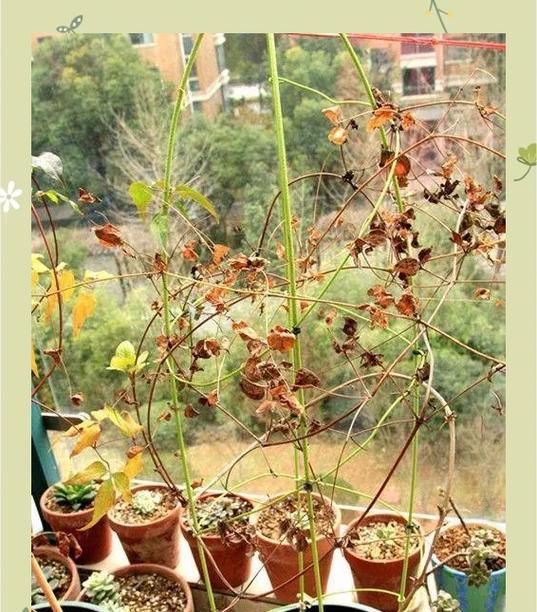 铁线莲怎么养护种植和管理？铁线莲的养护技巧有哪些？
