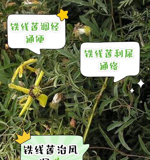 铁线莲怎么养护种植和管理？铁线莲的养护技巧有哪些？