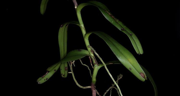 缅甸兰科植物种类及其生长环境是什么？
