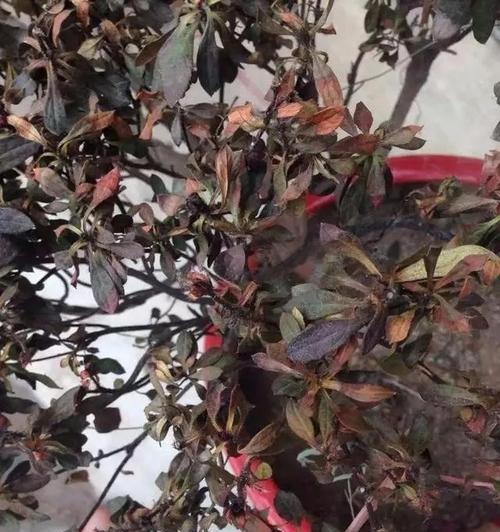 大玉桂树苗叶子发黄枯萎的挽救方法是什么？