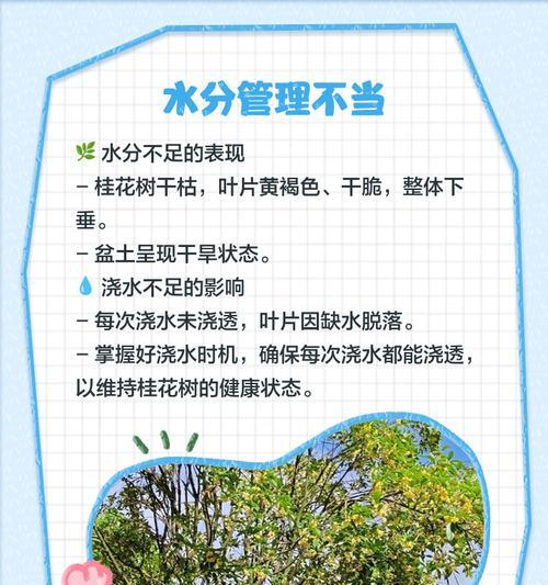 大玉桂树苗叶子发黄枯萎的挽救方法是什么？