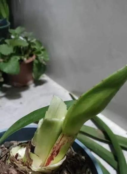 朱顶红杆子很长的原因是什么？朱顶红的生长特性有哪些？