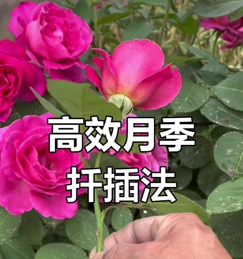 月季牙怎么插活的？插枝繁殖月季的技巧有哪些？