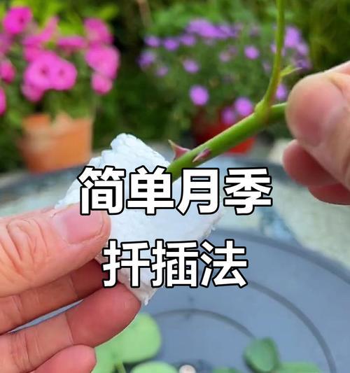 月季牙怎么插活的？插枝繁殖月季的技巧有哪些？