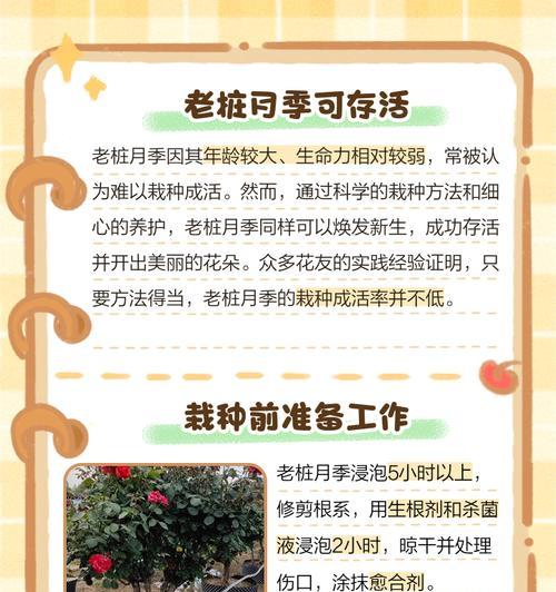 月季根部培土养的方法有哪些？