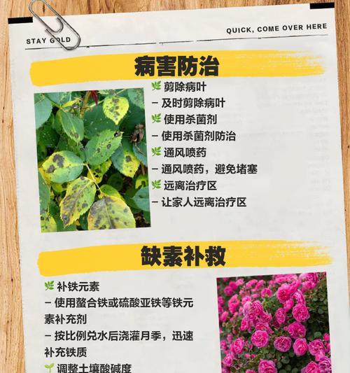 月季叶子绿黄是什么问题？解决方法有哪些？