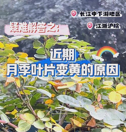月季叶子绿黄是什么问题？解决方法有哪些？