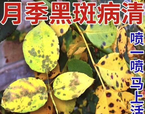 月季叶子绿黄是什么问题？解决方法有哪些？