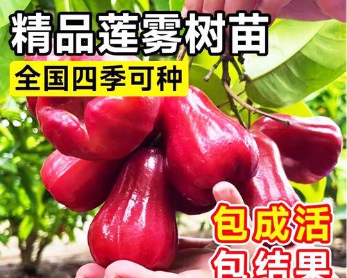 莲雾叶子发黄了怎么办？莲雾叶子发黄的原因及解决方法？