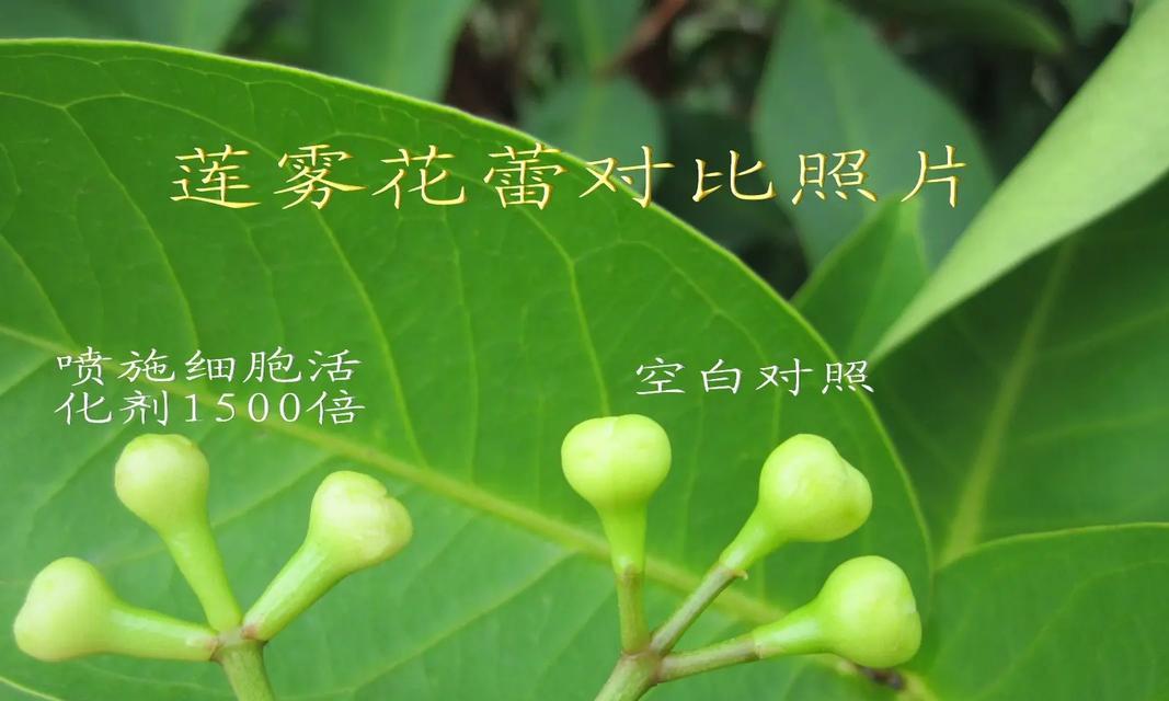 莲雾叶子发黄了怎么办？莲雾叶子发黄的原因及解决方法？