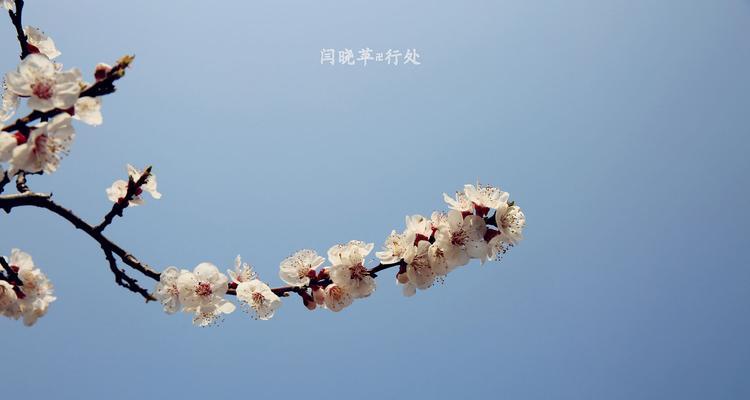 巨鹿银花叶子发黄的原因及解决方法是什么？